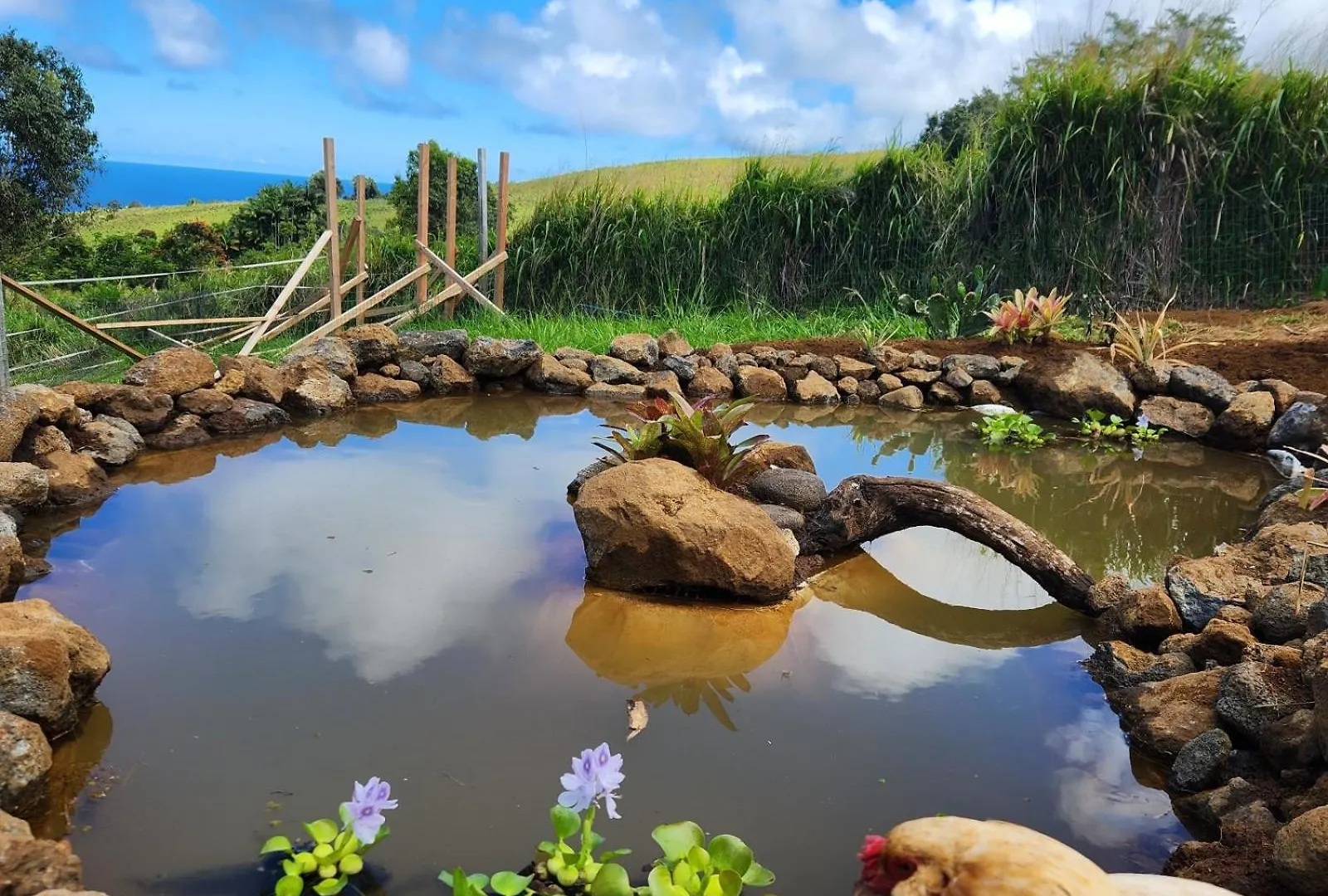 Guesthouse Sunrise Farmstay With 180 Degrees Ocean Views Papaaloa  Farm stay Papaaloa (Hawaii)